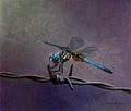 On a Wire by Paul James