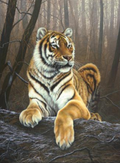 Siberian Grandeur by Paul James | Print