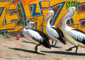 Wize Gize by Paul James | Print