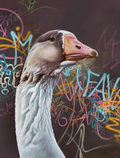 Monty by Paul James | Print
