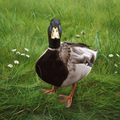 Charlie On Grass by Paul James | Print